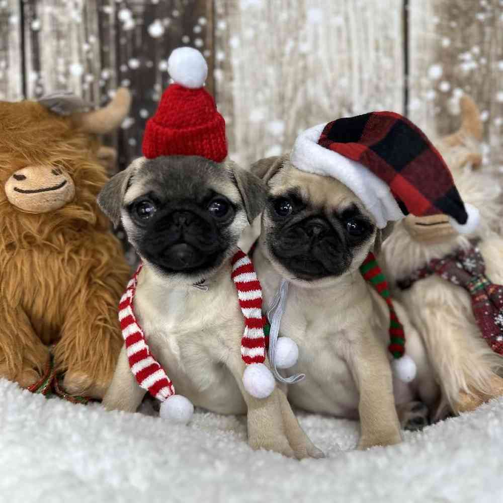 Female Pug Puppy for Sale in Saugus, MA