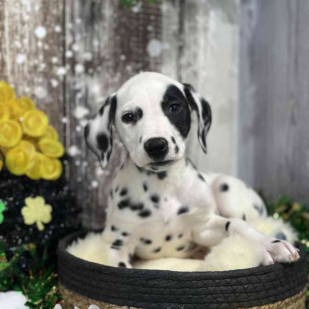 Female Dalmatian Puppy for Sale in Saugus, MA