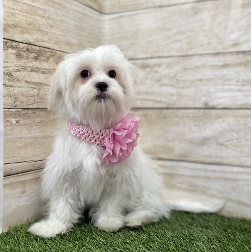 Female Malshi Puppy for Sale in Braintree, MA