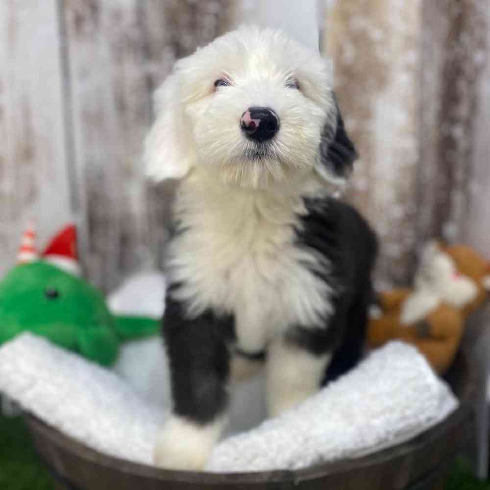 Female Old English Sheepdog Puppy for Sale in Saugus, MA