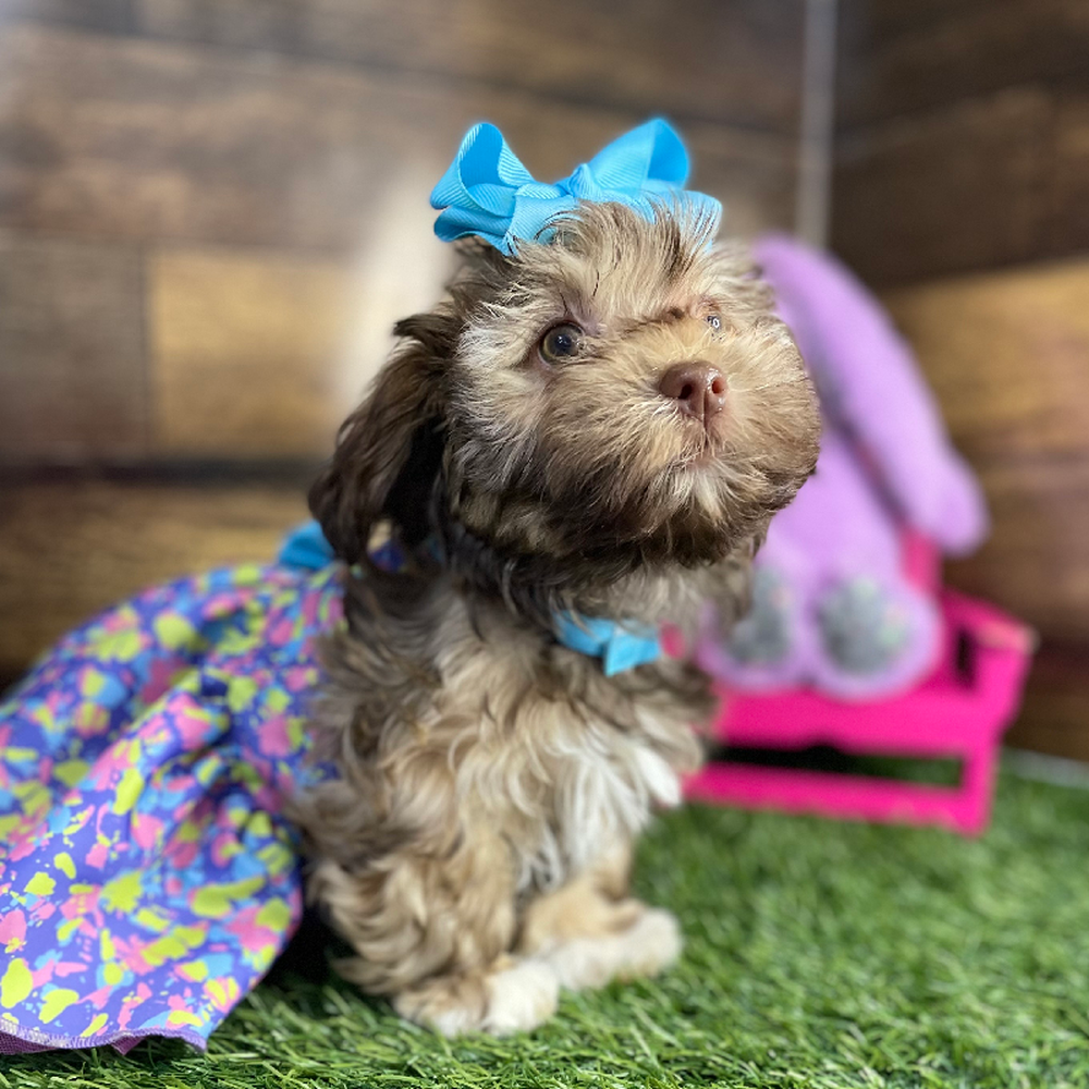 Female Havanese Puppy for Sale in Braintree, MA