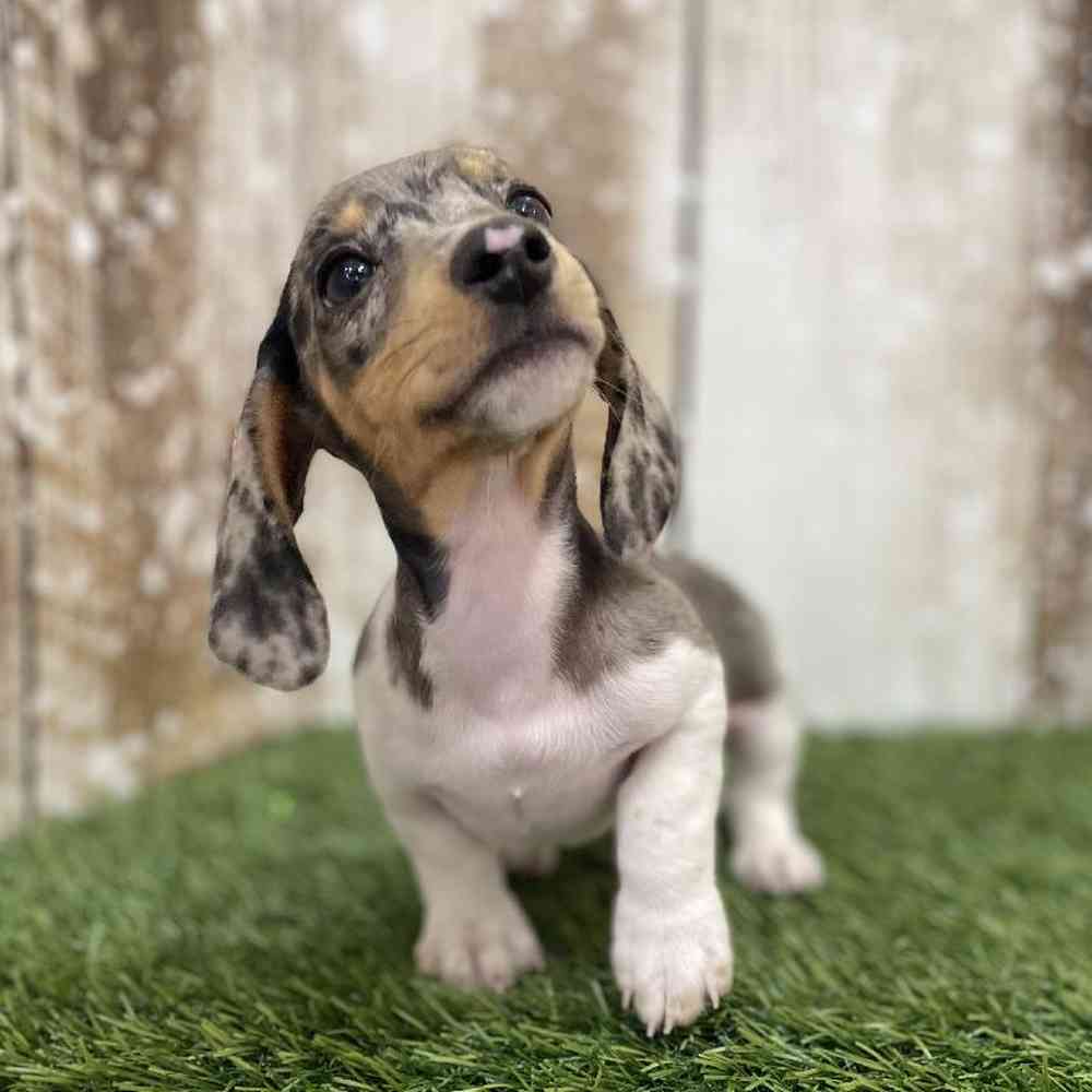 Male Dachshund Puppy for Sale in Braintree, MA