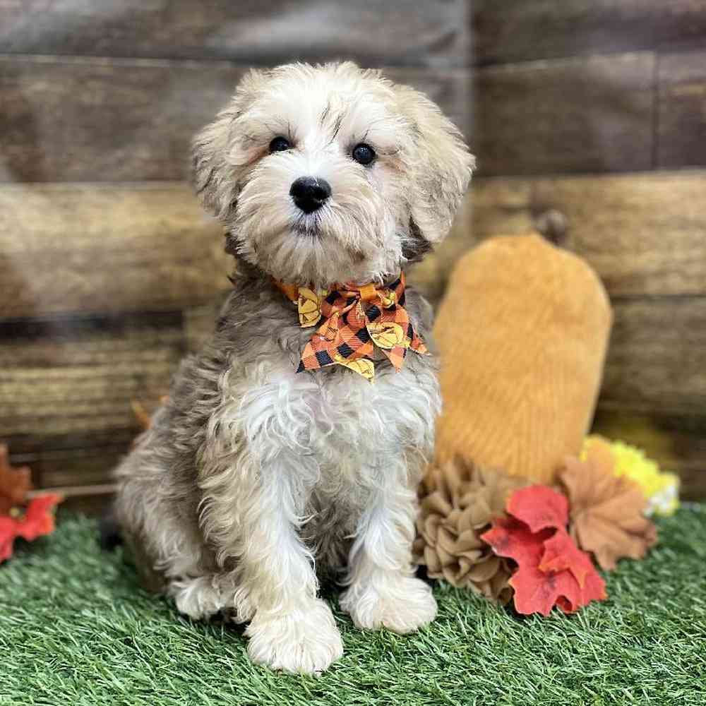 Male Schnoodle Puppy for Sale in Braintree, MA