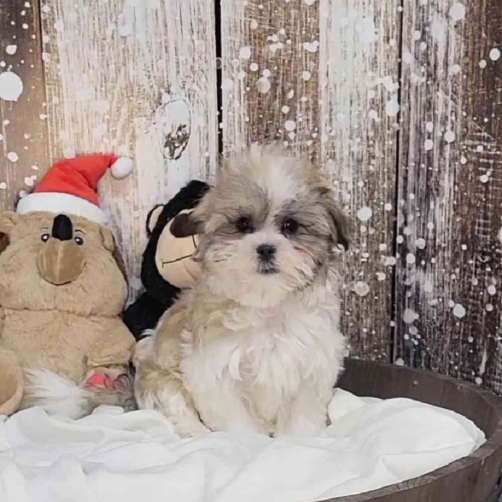 Female Malshi Puppy for Sale in Saugus, MA