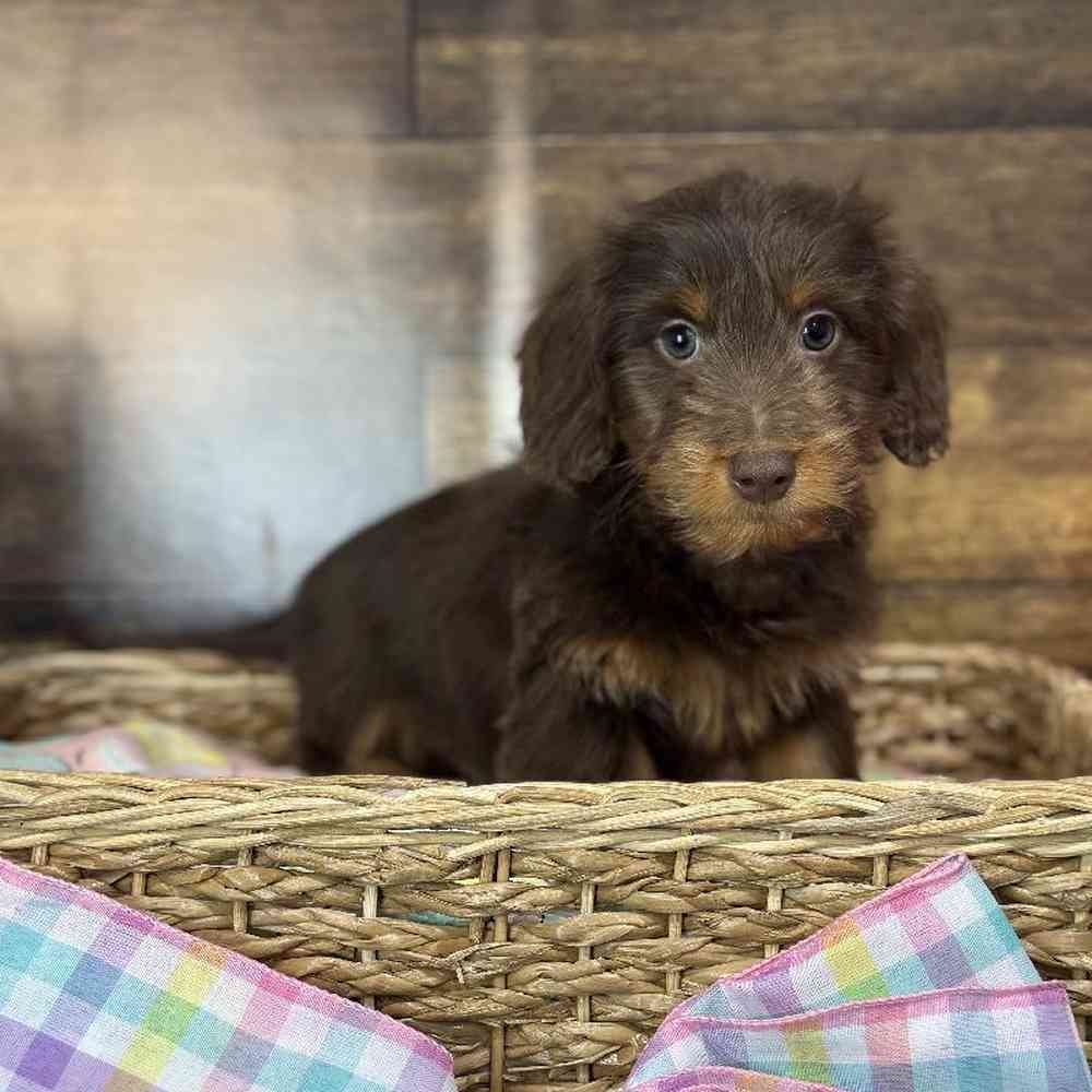 Male Dachshund Puppy for Sale in Saugus, MA