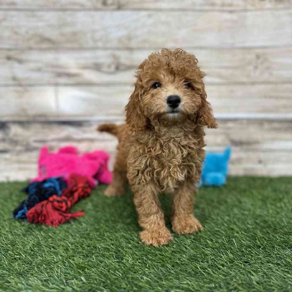 Female Mini Labradoodle 2nd Gen Puppy for Sale in Saugus, MA