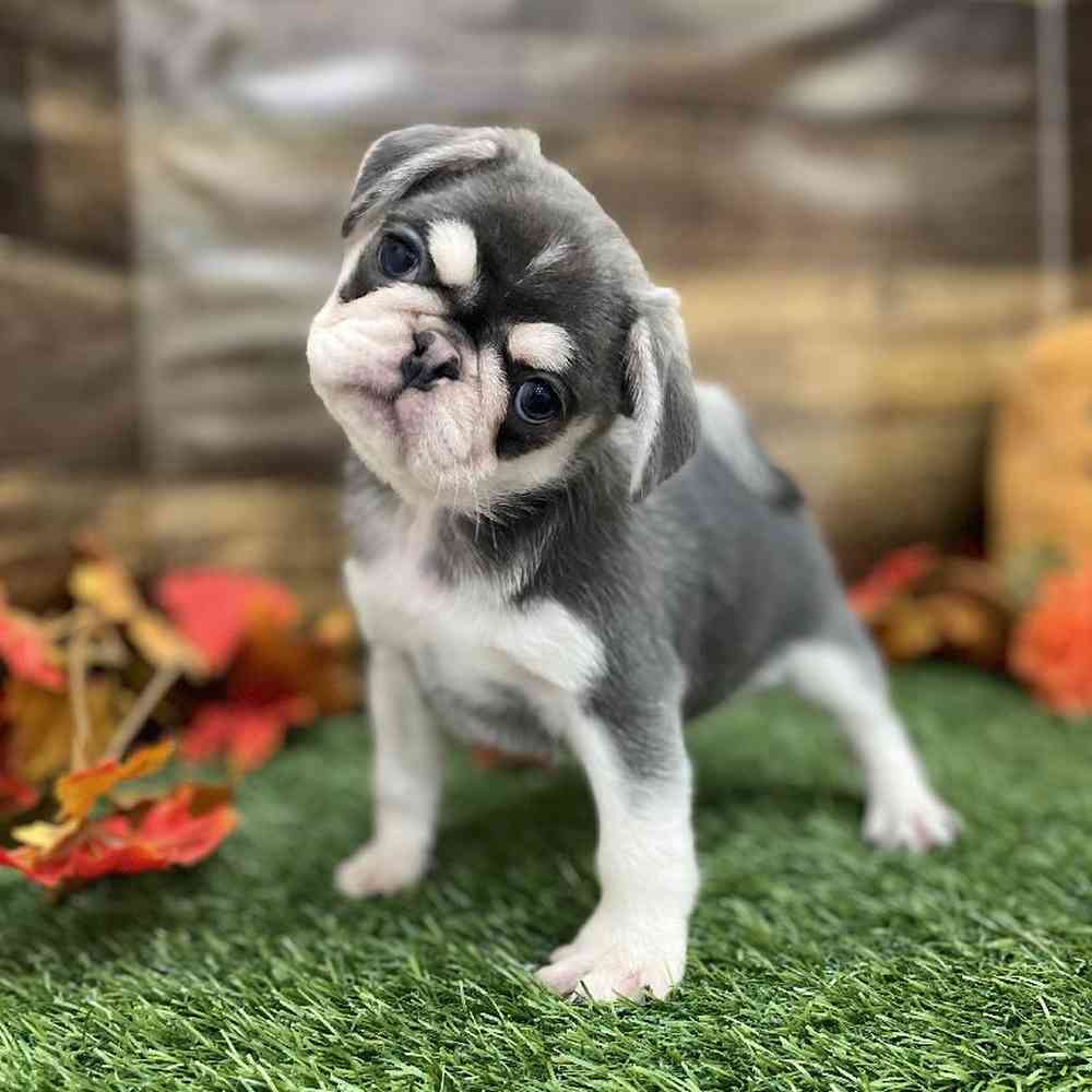 Male Pug Puppy for Sale in Braintree, MA