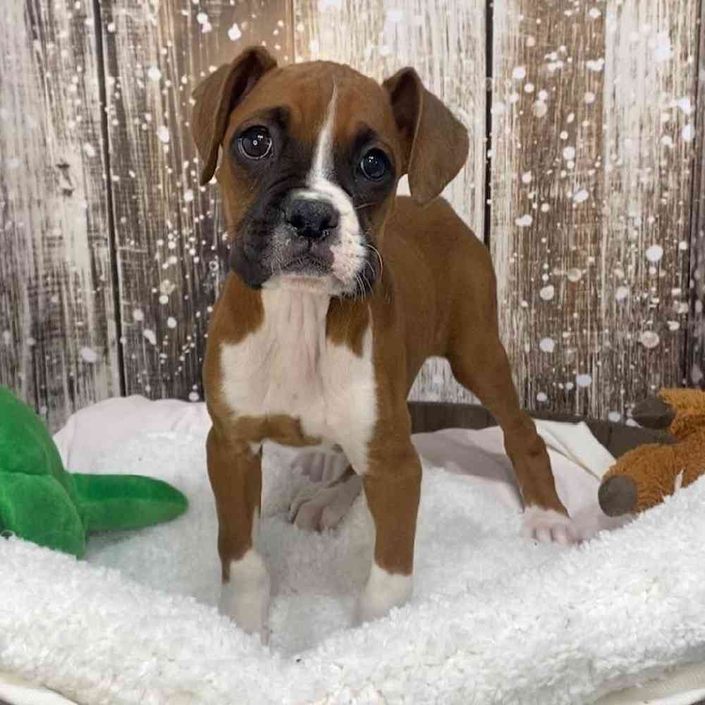 Female Boxer Puppy for Sale in Saugus, MA