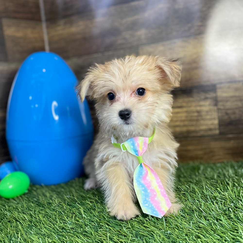 Male Morkie Puppy for Sale in Braintree, MA