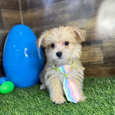 Male Morkie Puppy for Sale in Braintree, MA