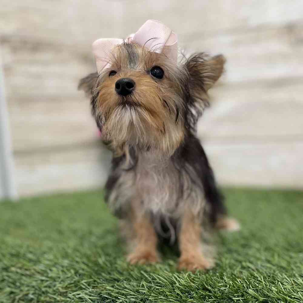 Female Yorkshire Terrier Puppy for Sale in Braintree, MA