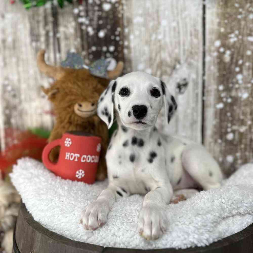 Female Dalmatian Puppy for Sale in Saugus, MA