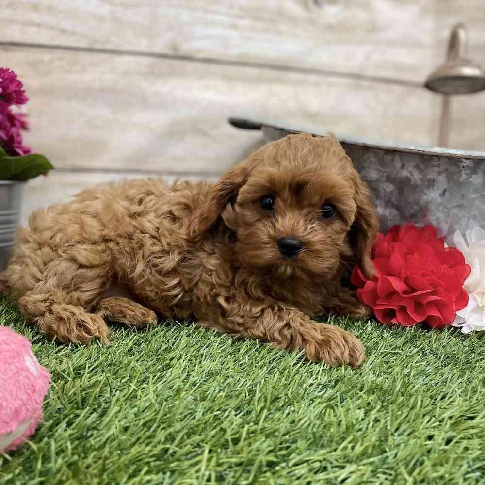Female Cavapoo Puppy for Sale in Braintree, MA