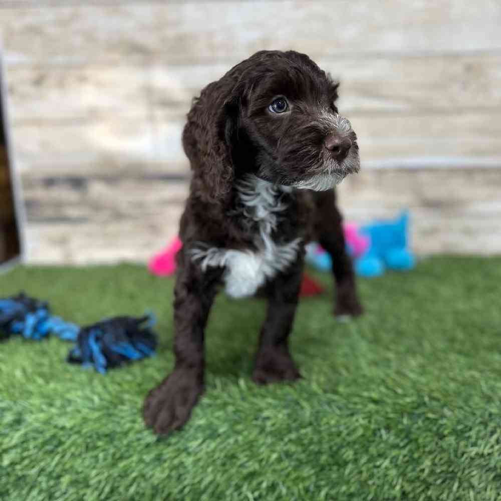 Male Mini Labradoodle 2nd Gen Puppy for Sale in Saugus, MA
