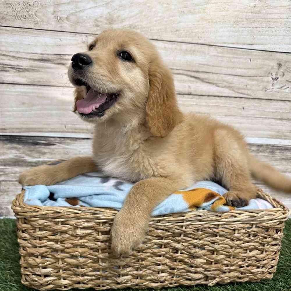 Male Golden Retriever Puppy for Sale in Saugus, MA
