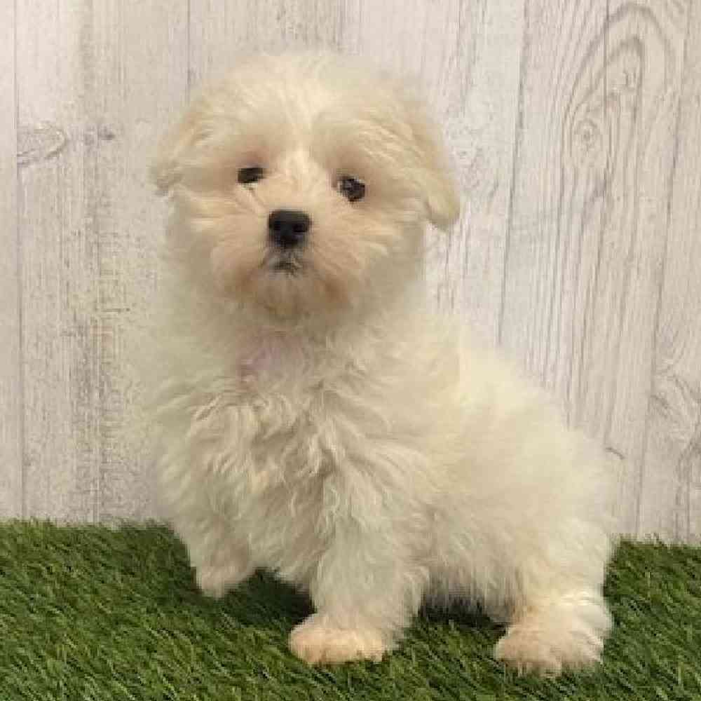 Male Maltese Puppy for sale