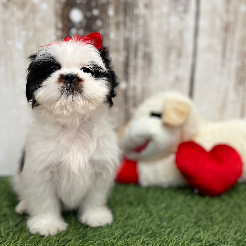 Female Shih Tzu Puppy for Sale in Braintree, MA