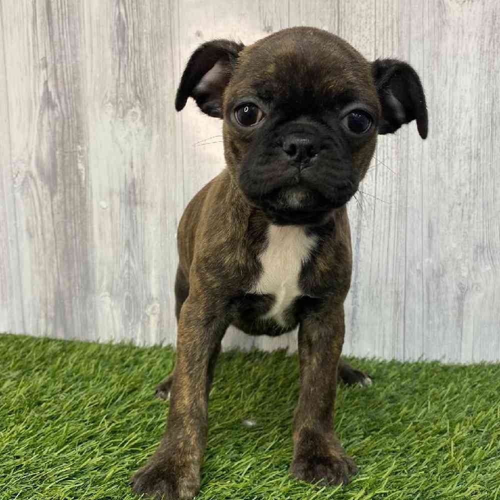 Female Bugg Puppy for Sale in Saugus, MA