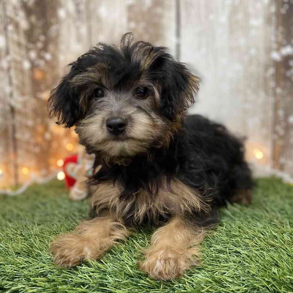 Female Yorkie-Poo Puppy for Sale in Braintree, MA