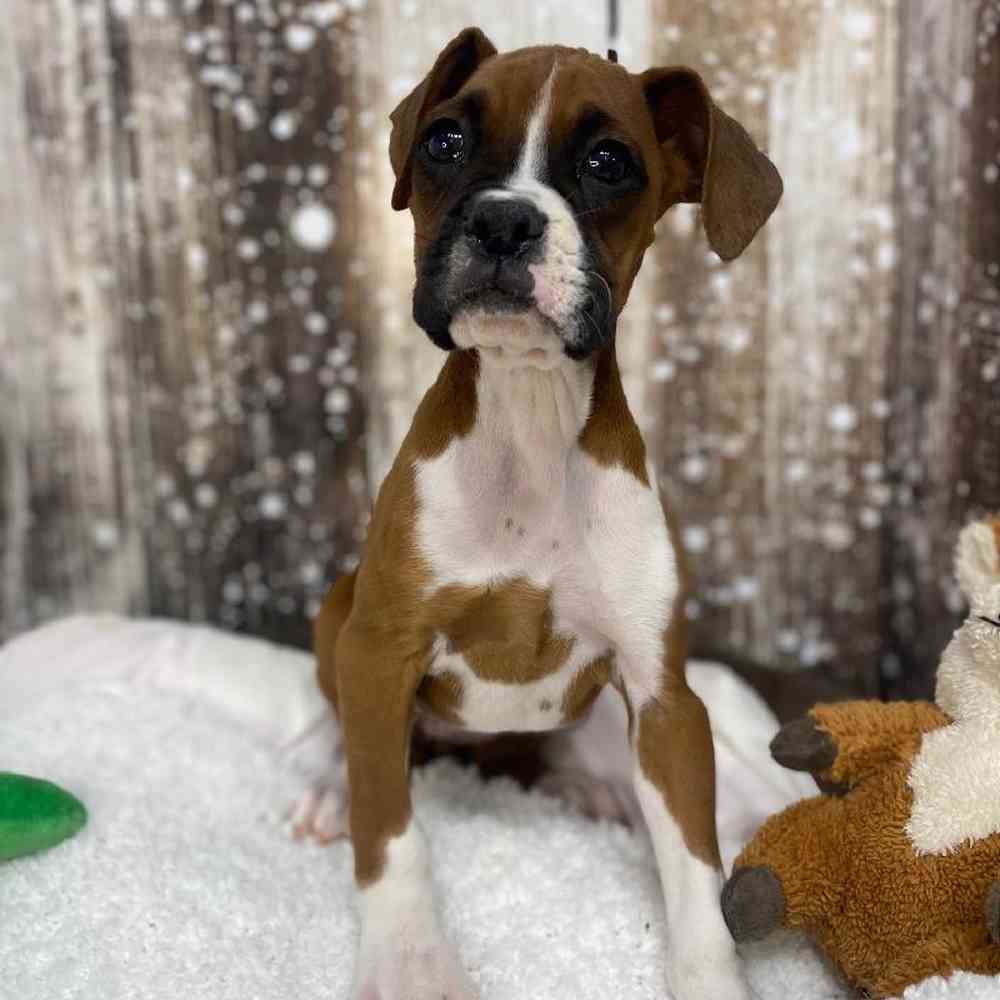 Female Boxer Puppy for Sale in Saugus, MA