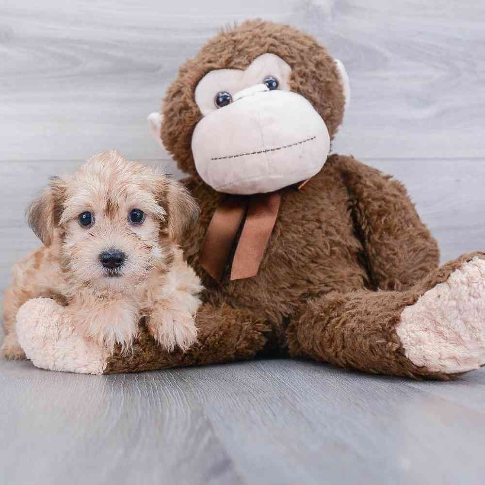 morkie-elmo-1563393102558751.jpg
