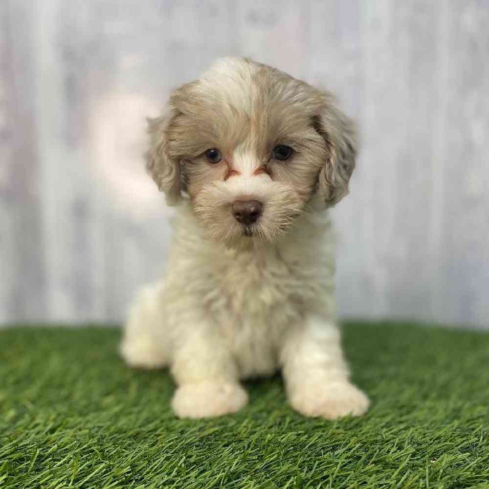 Female Havapoo Puppy for Sale in Saugus, MA