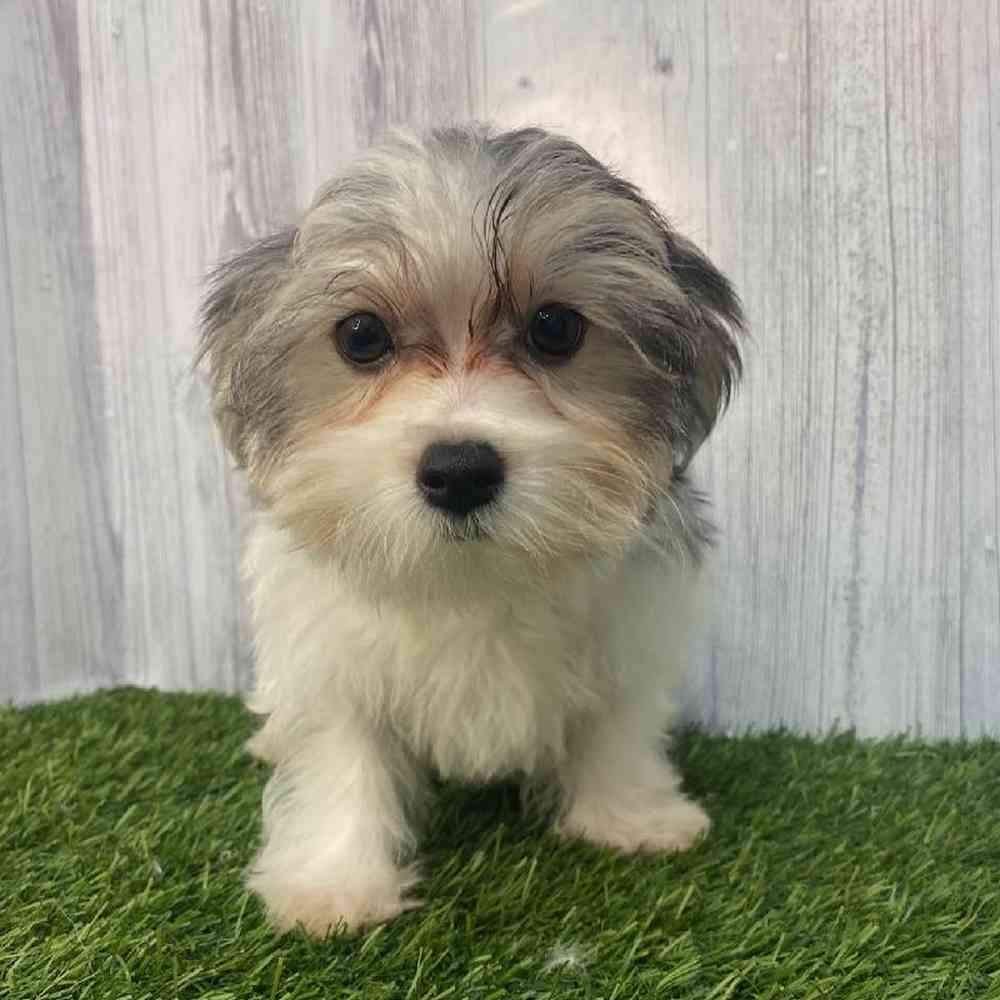Male Morkie Puppy for Sale in Saugus, MA