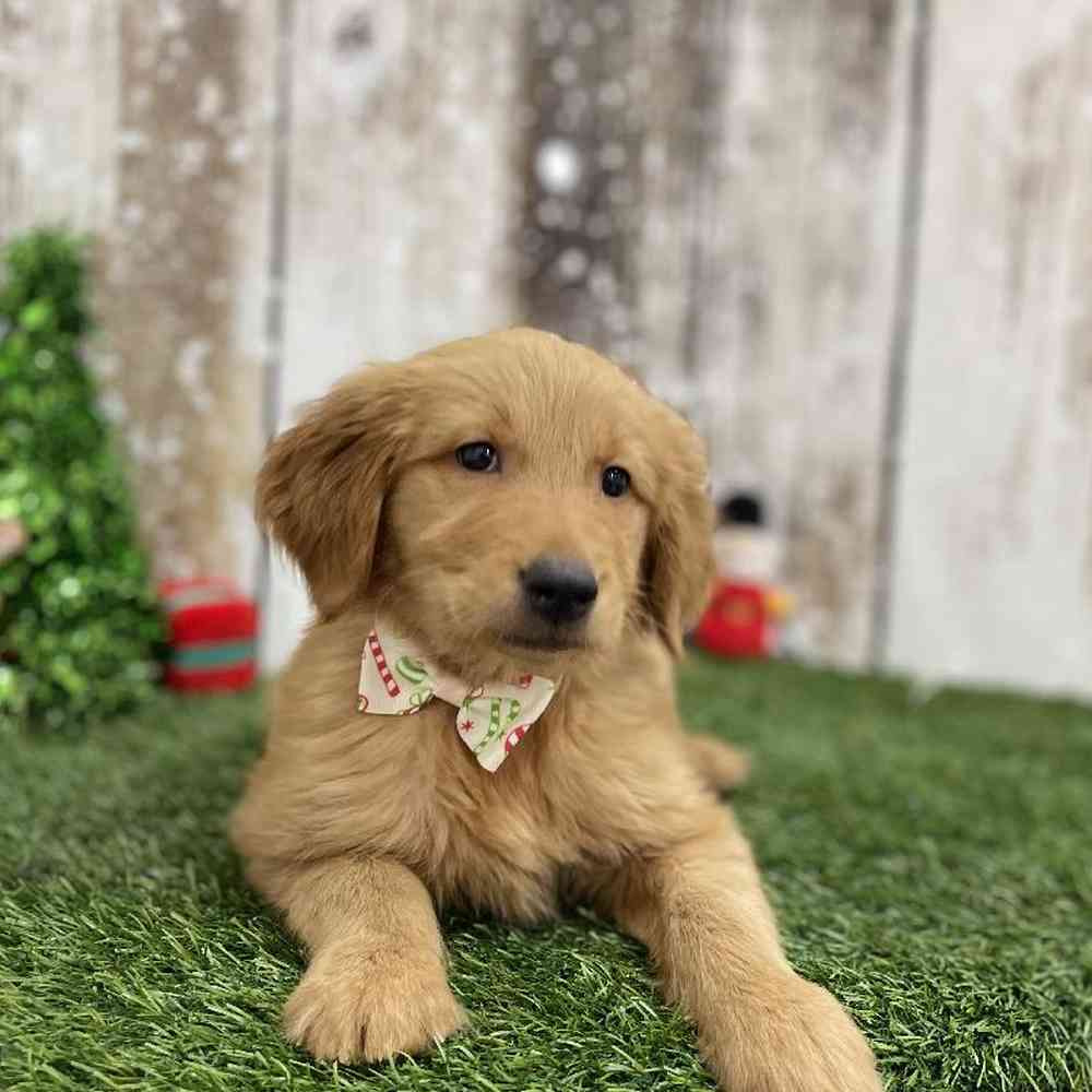 Male Golden Retriever Puppy for Sale in Braintree, MA