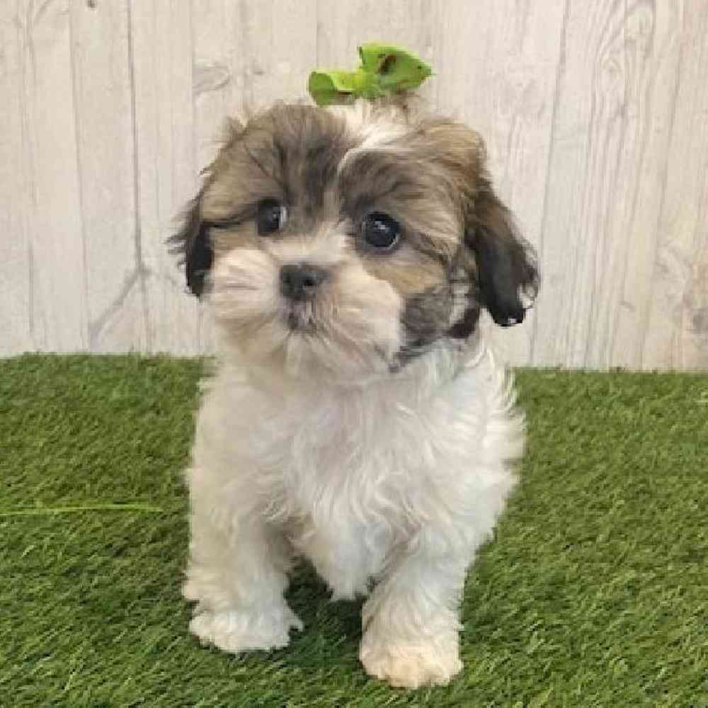 Female Teddy Bear (Zuchon) Puppy for sale