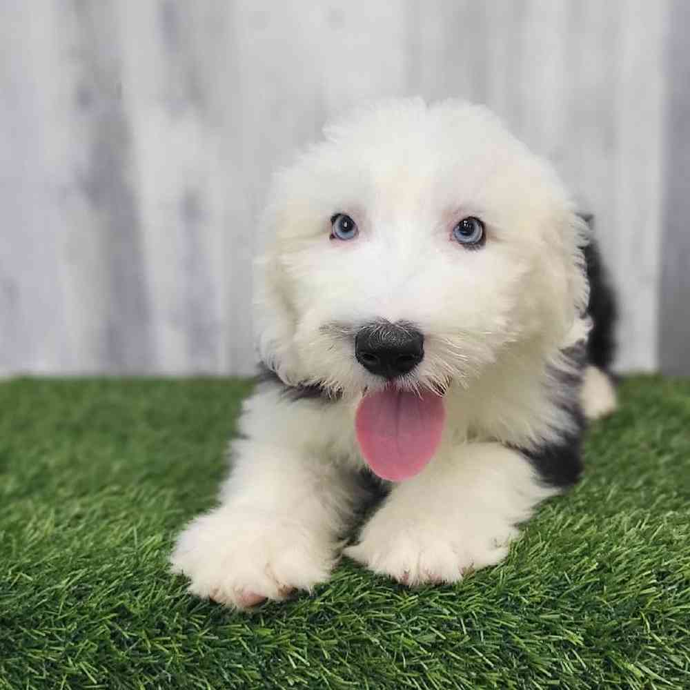 Male Old English Sheepdog Puppy for Sale in Saugus, MA