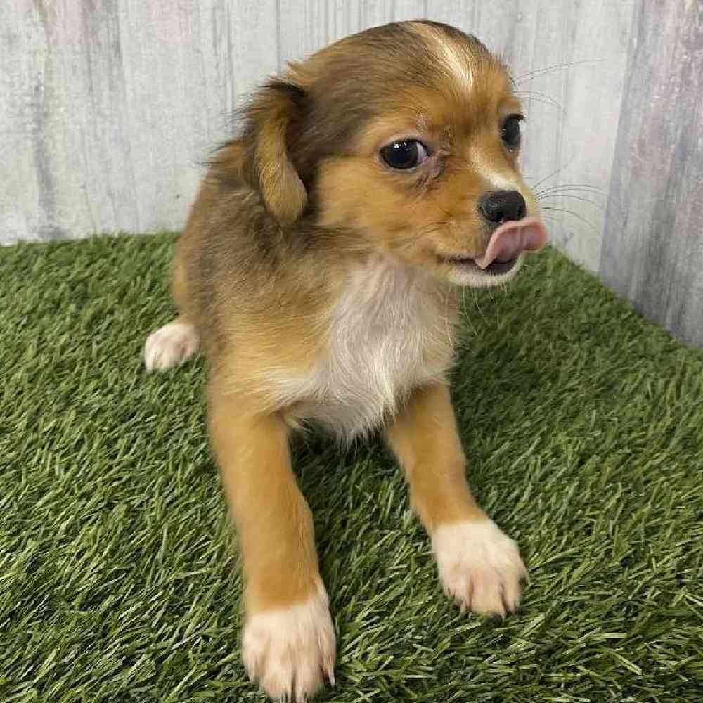 Male Chihuahua Puppy for sale