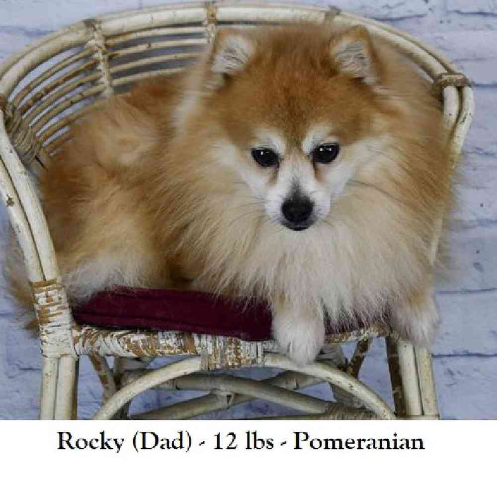 Female Aussie Pom Puppy for Sale in Saugus, MA