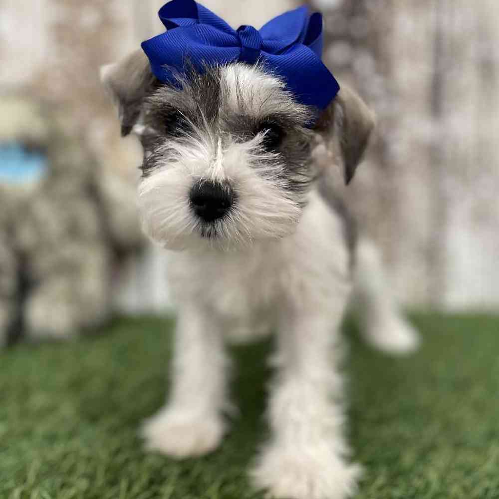 Female Miniature Schnauzer Puppy for Sale in Braintree, MA