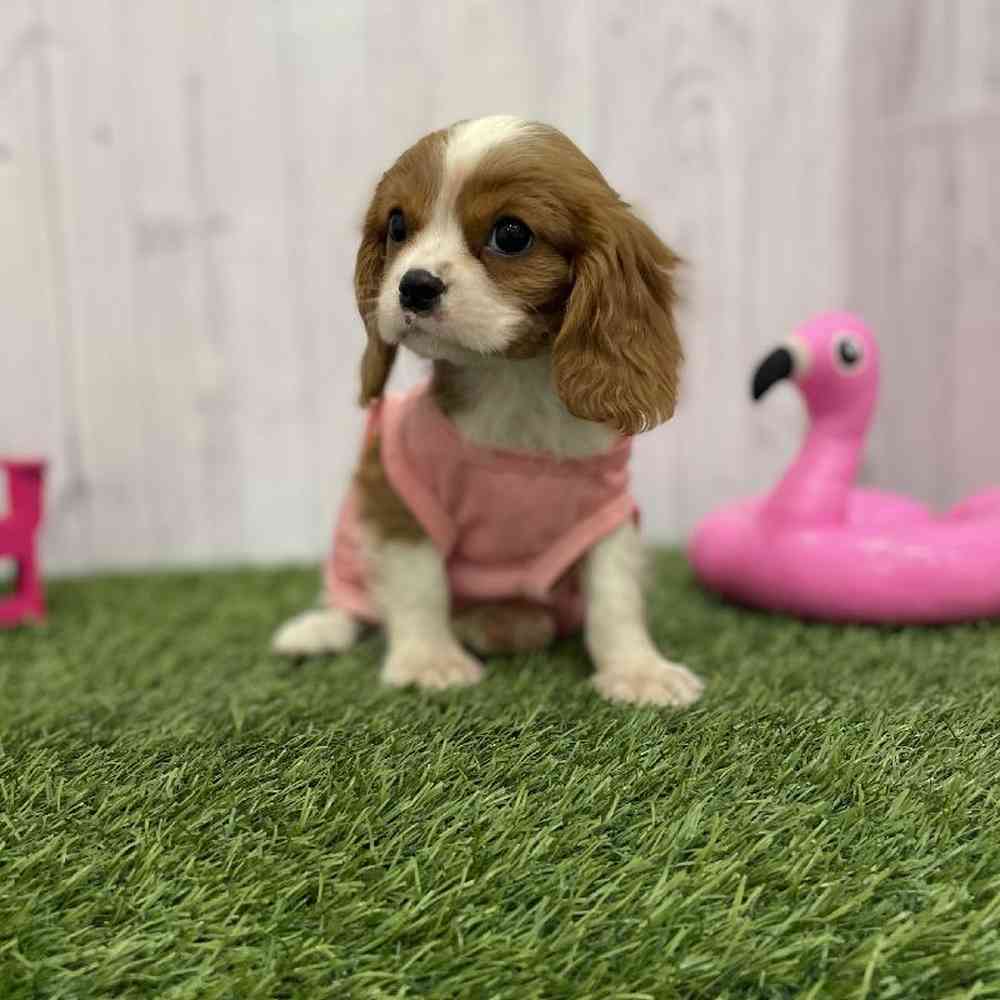 Female Cavalier King Charles Spaniel Puppy for Sale in Braintree, MA