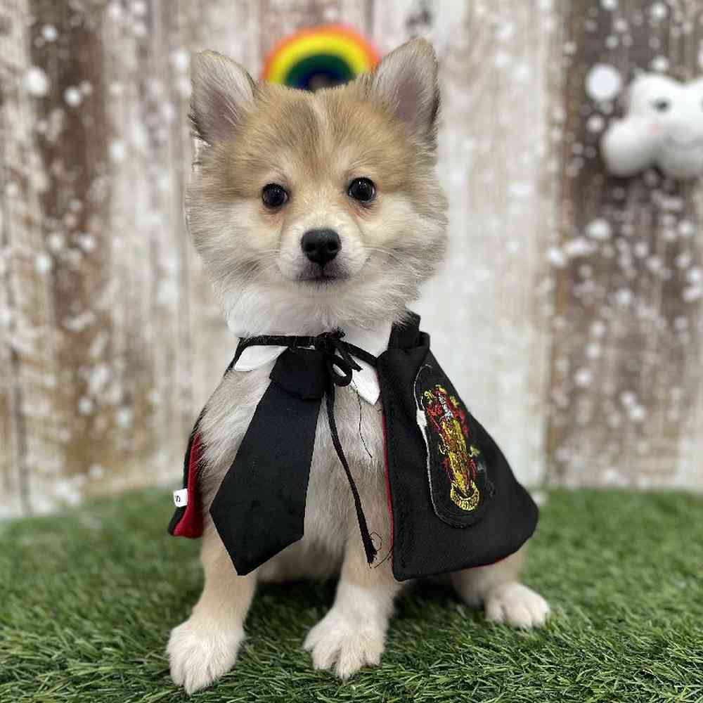 Male Pomimo Puppy for Sale in Braintree, MA
