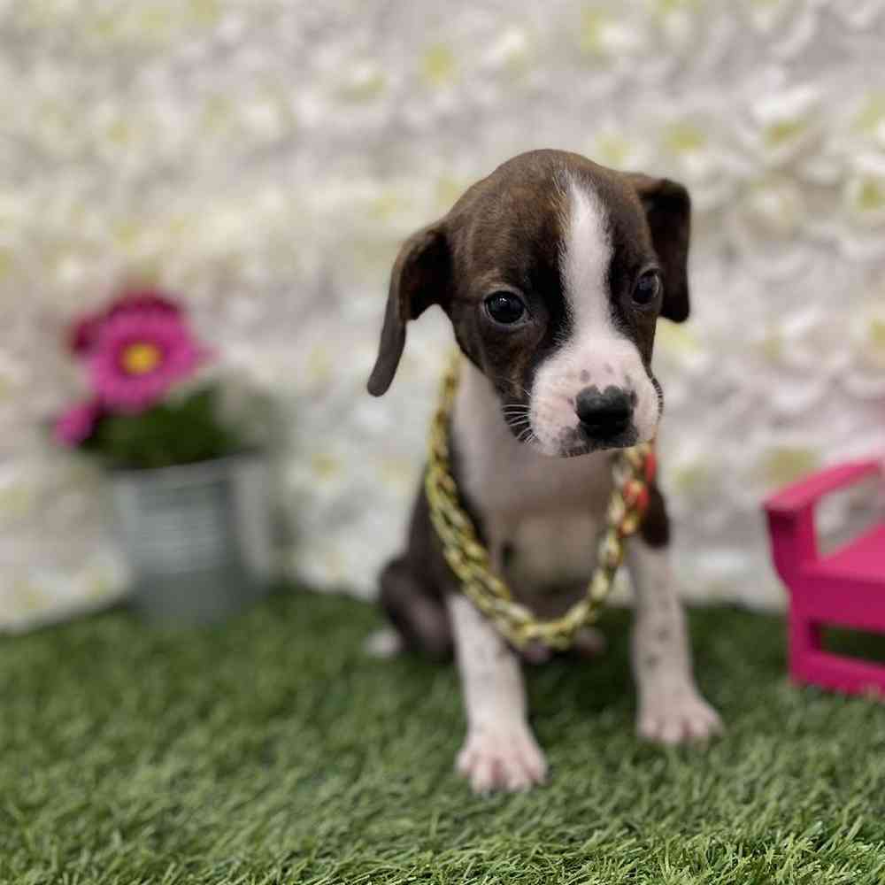 Male Boglen Terrier Puppy for Sale in Braintree, MA