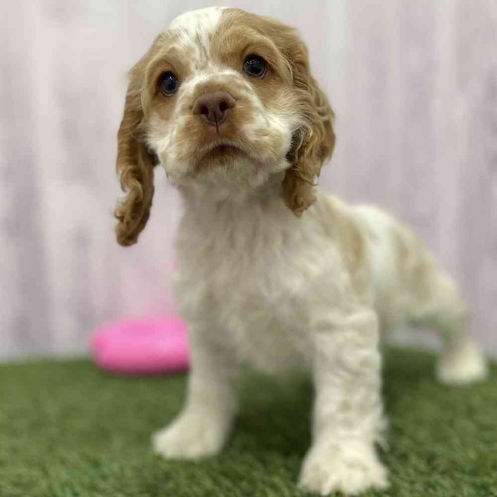 Female Cocker Spaniel Puppy for Sale in Braintree, MA