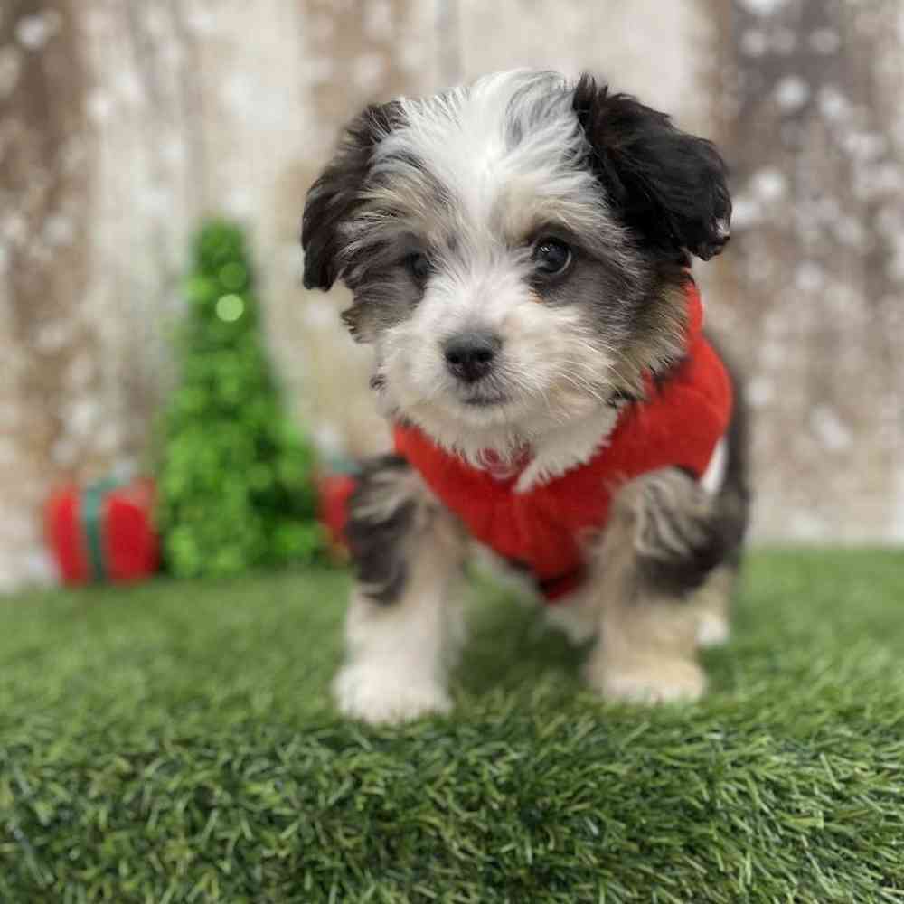 Male Aussiechon Puppy for Sale in Braintree, MA