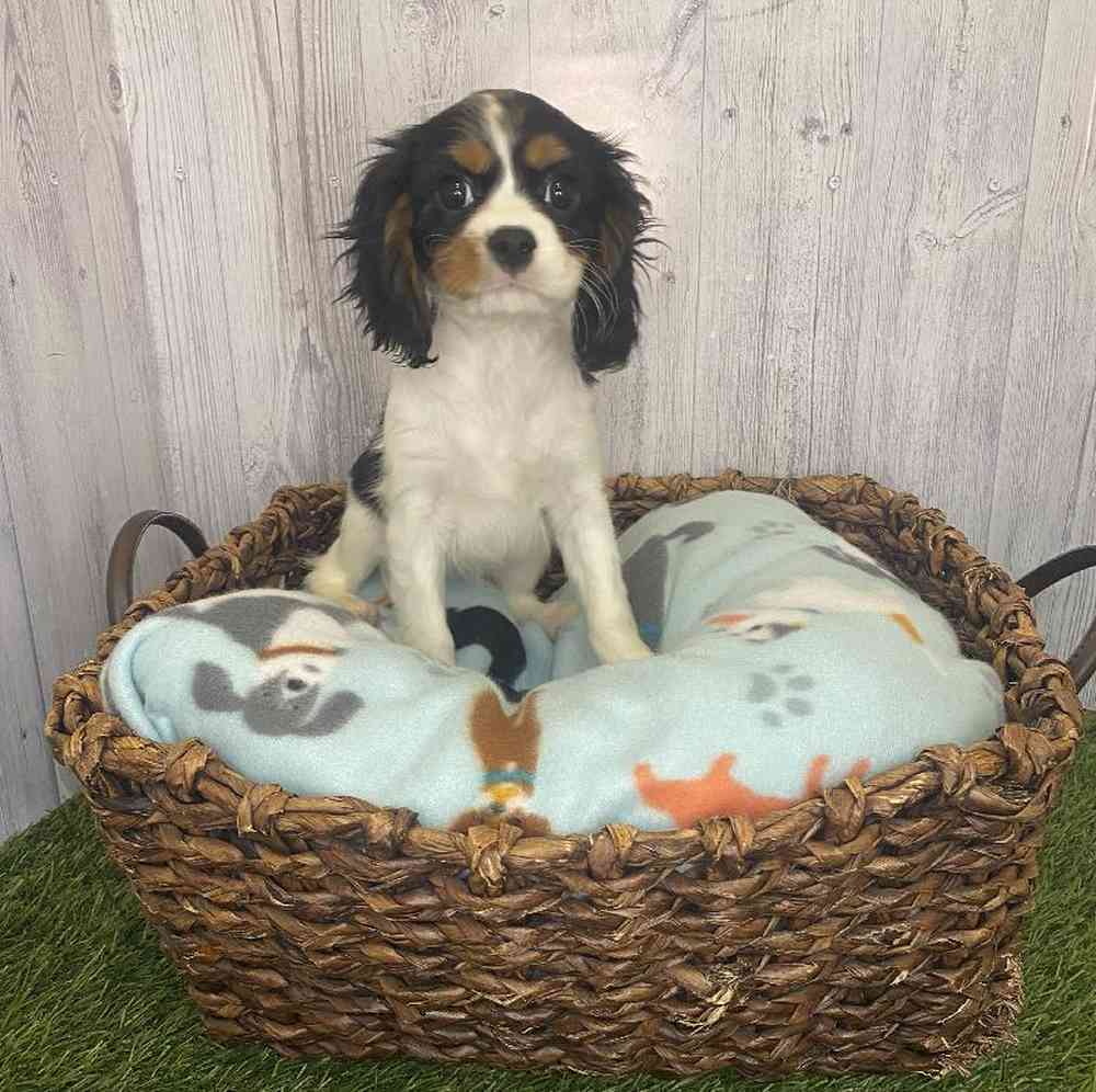 Female Cavalier King Charles Spaniel Puppy for Sale in Saugus, MA