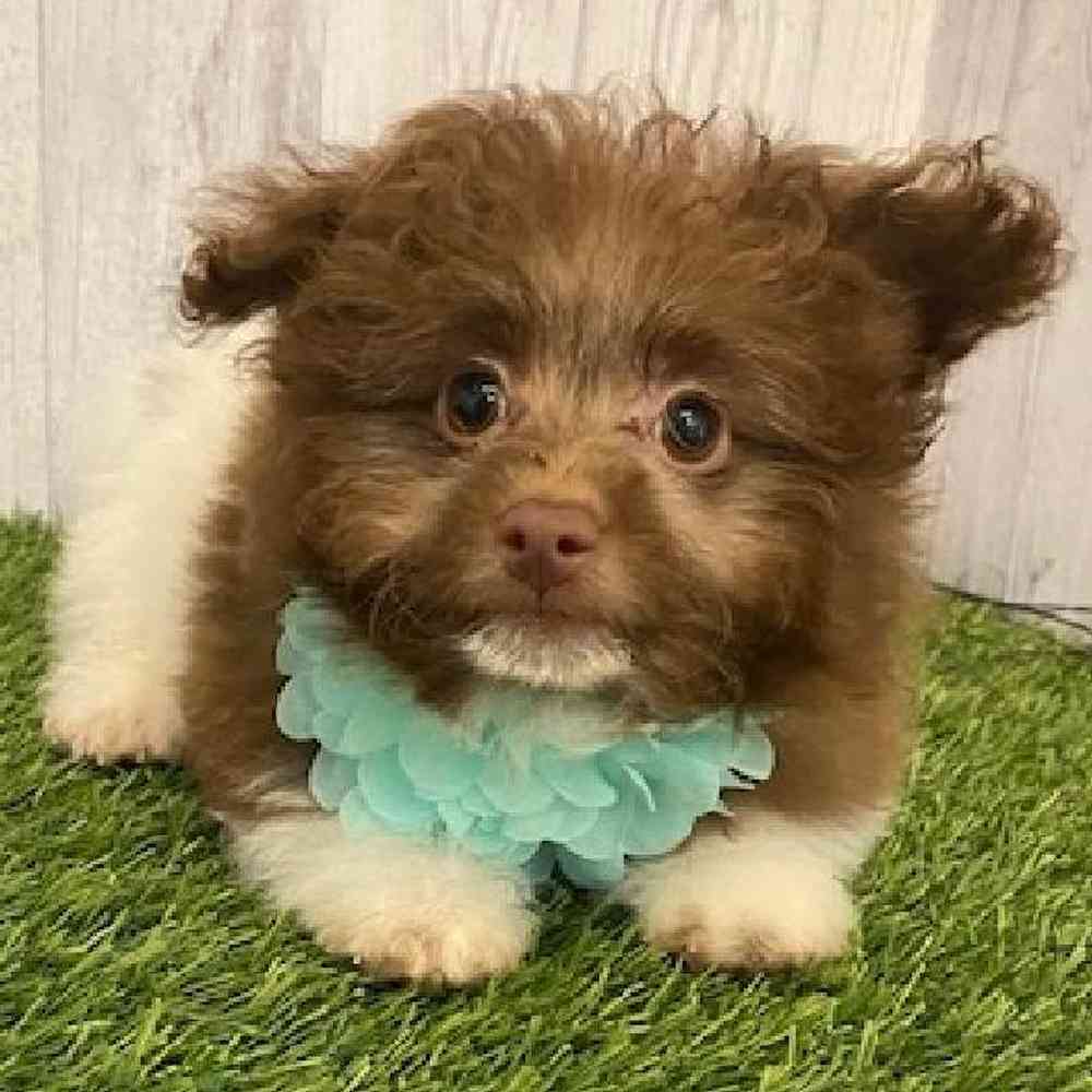 Female Hava-Pom Puppy for sale