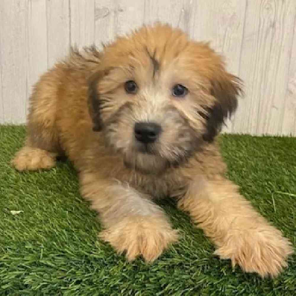 Female Soft Coated Wheaten Terrier Puppy for sale