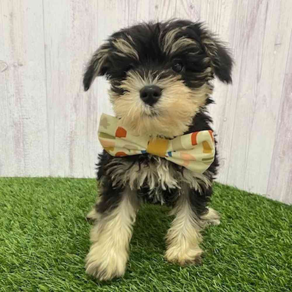 Male Miniature Schnauzer Puppy for Sale in Braintree, MA
