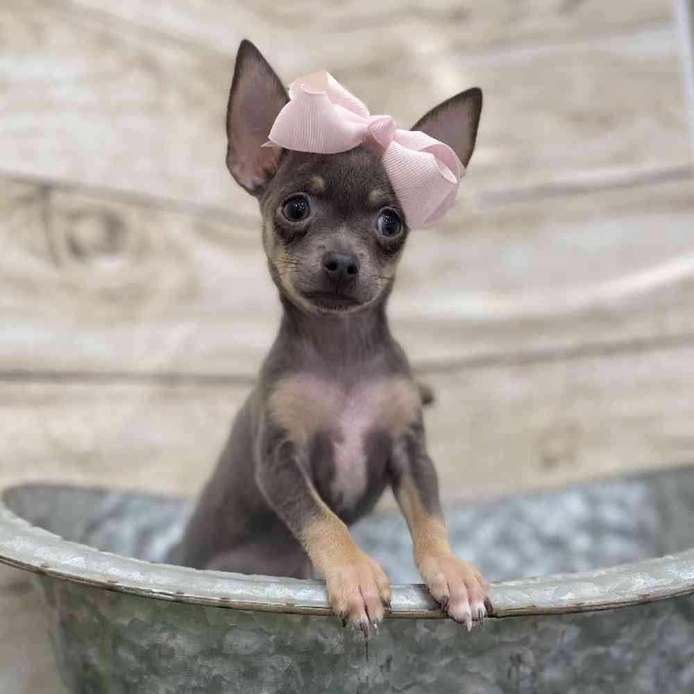 Female Chihuahua Puppy for Sale in Braintree, MA