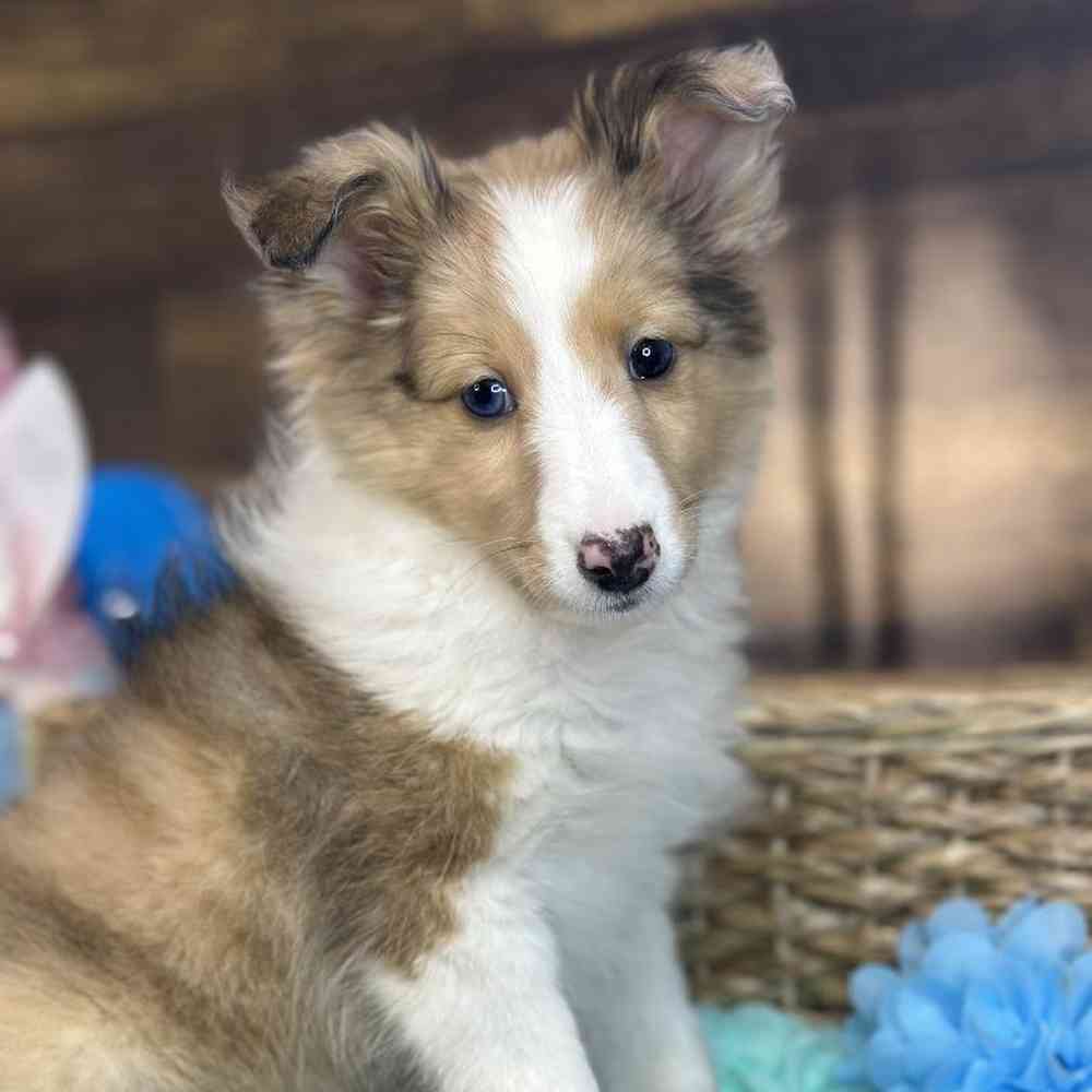 Female Shetland Sheepdog Puppy for Sale in Braintree, MA
