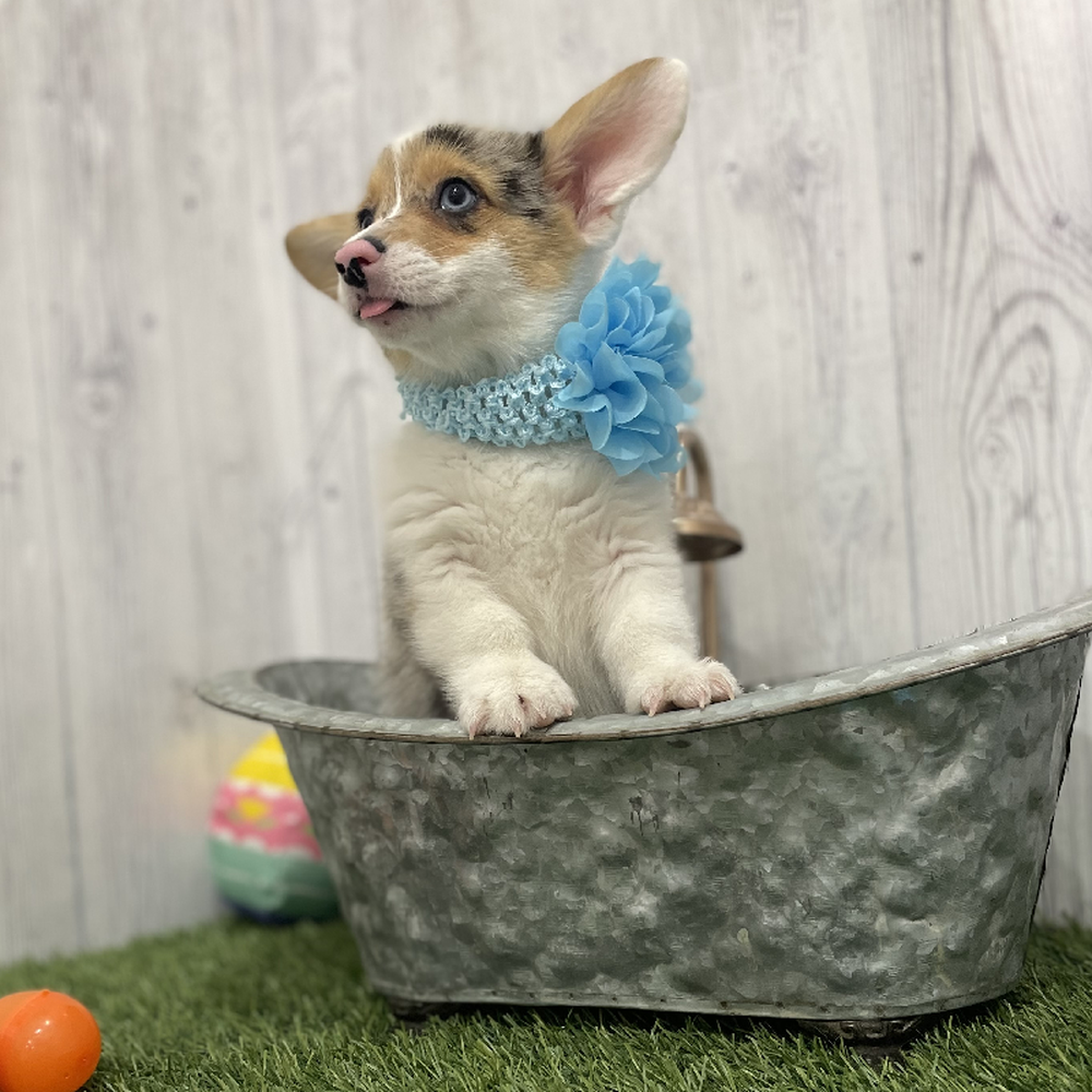 Female Pembroke Welsh Corgi Puppy for Sale in Braintree, MA