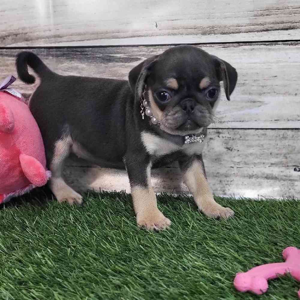 Female Pug Puppy for Sale in Saugus, MA