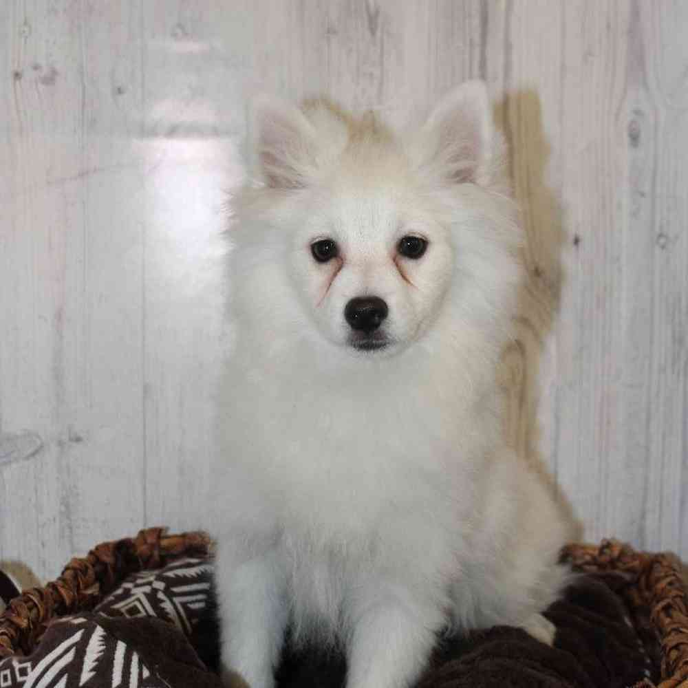 Female American Eskimo Puppy for Sale in Saugus, MA