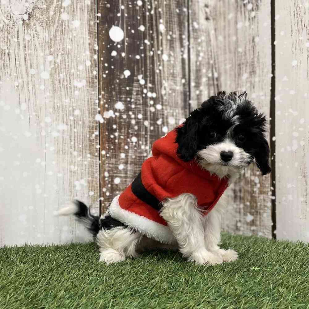 Female Cavapoo Puppy for Sale in Braintree, MA