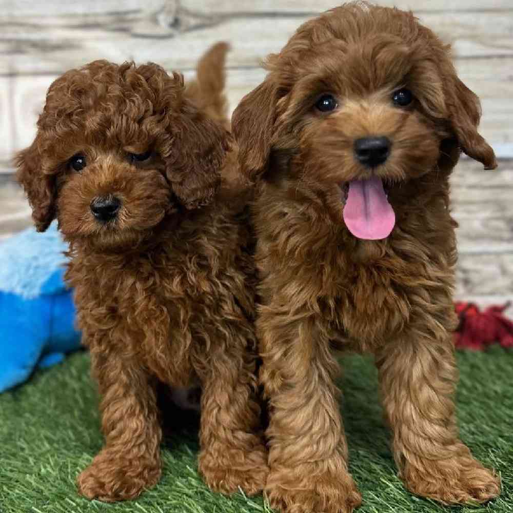 Male Mini Labradoodle 2nd Gen Puppy for Sale in Saugus, MA