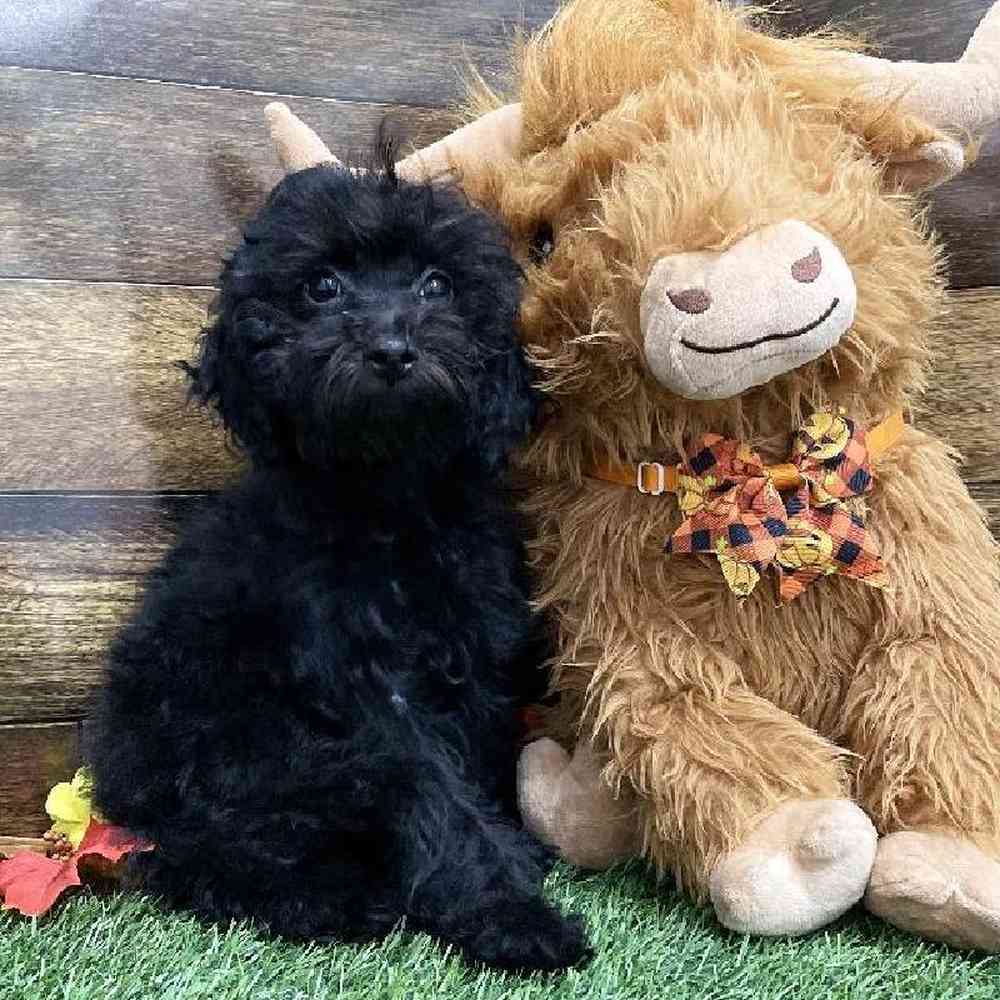 Female Cockapoo 2nd Gen Puppy for Sale in Braintree, MA